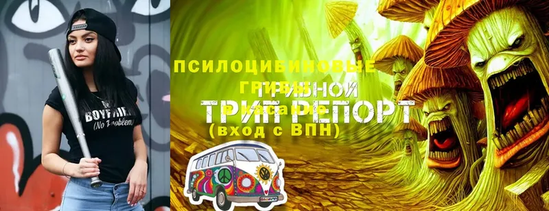 kraken tor  Гурьевск  Псилоцибиновые грибы MAGIC MUSHROOMS 